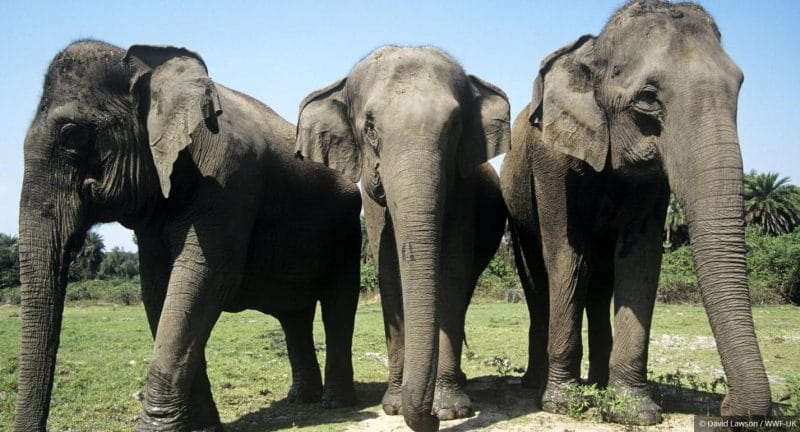 A Child is injured in Arakan after wild elephants broke into his family's house (Image: Internet)
